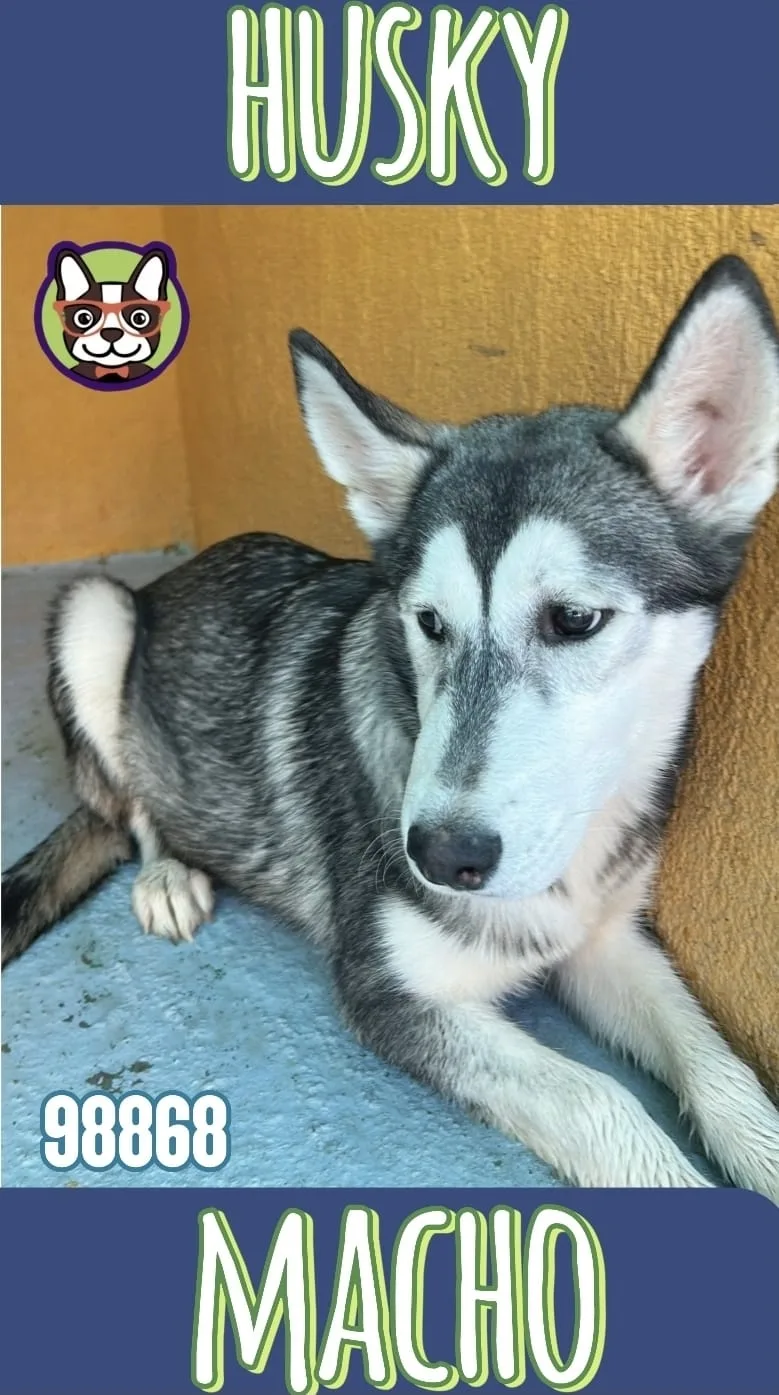 Cachorro Husky en venta – Libra Mascota, criadero español vendido en Miami