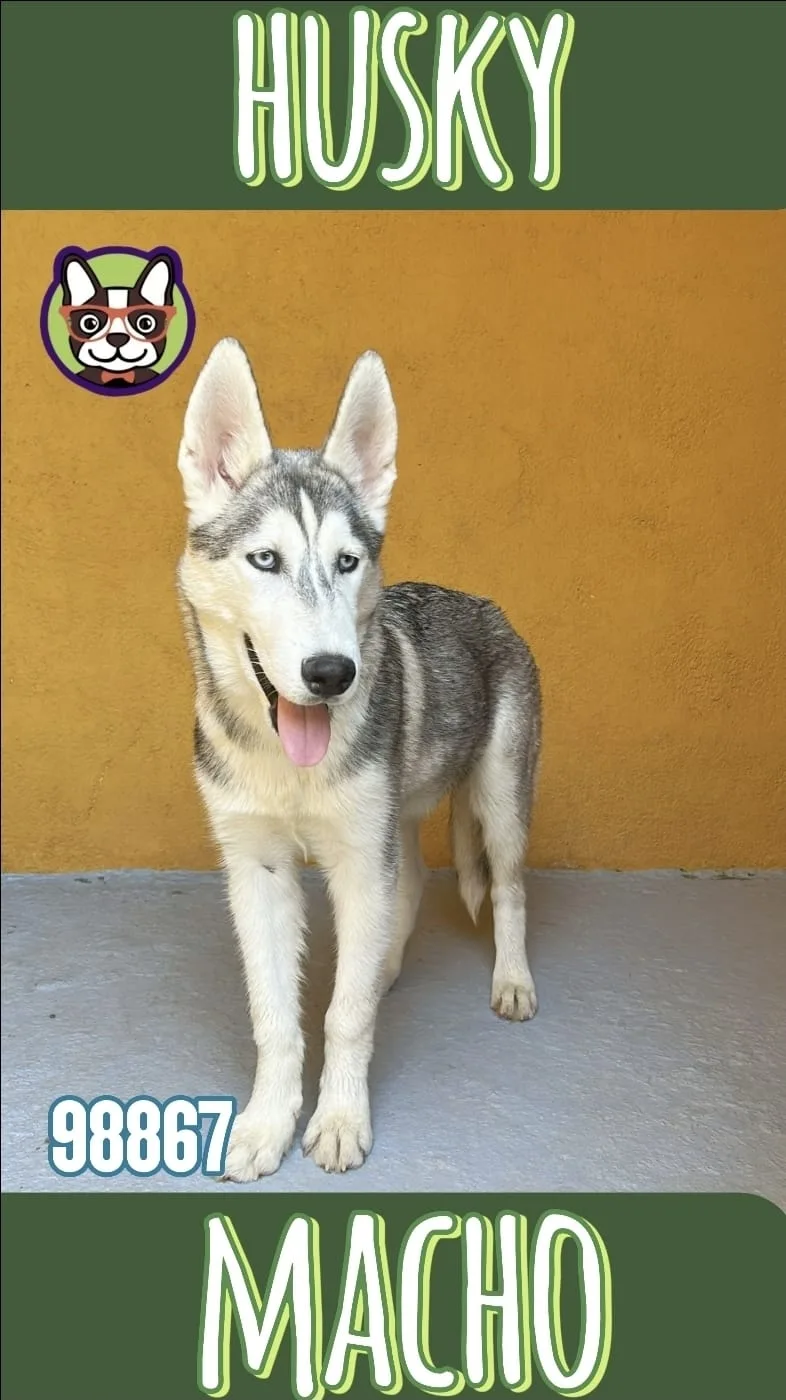 Cachorro Husky en venta – Libra Mascota, criadero español vendido en Miami