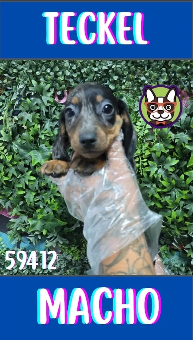 Cachorro Teckel en venta – Libra Mascota, criadero español vendido en Miami
