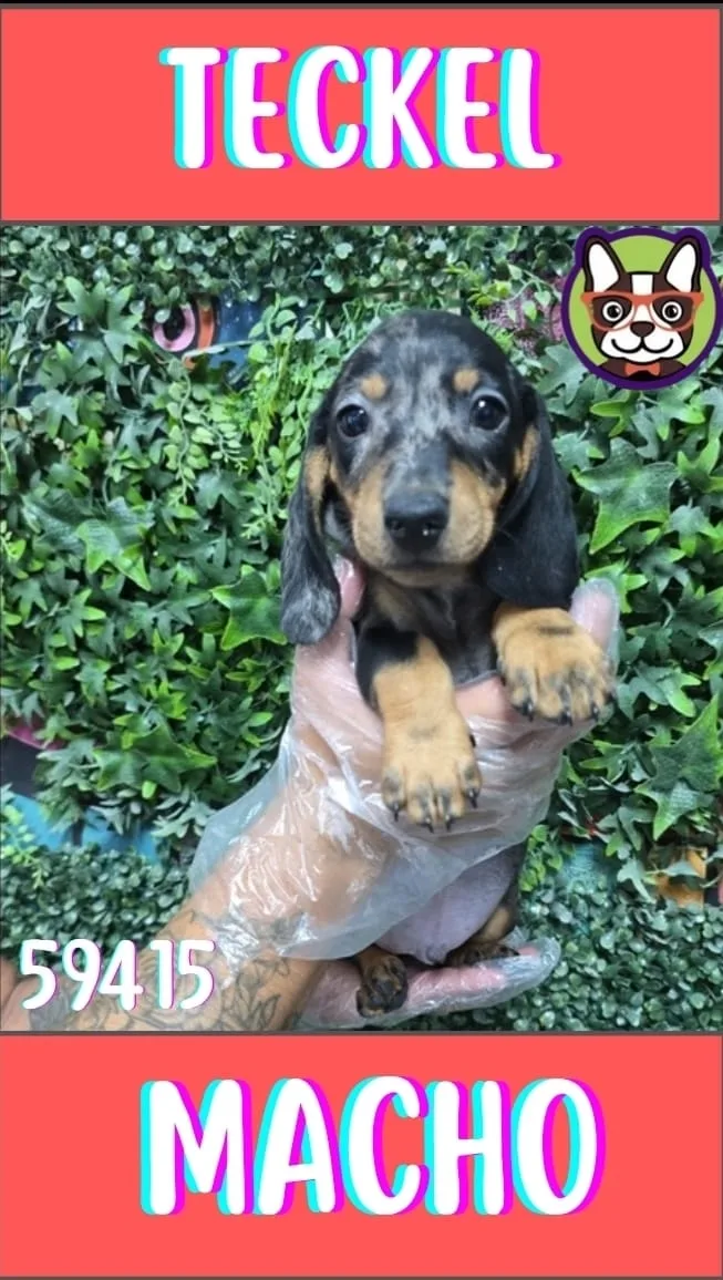Cachorro Teckel en venta – Libra Mascota, criadero español vendido en Miami