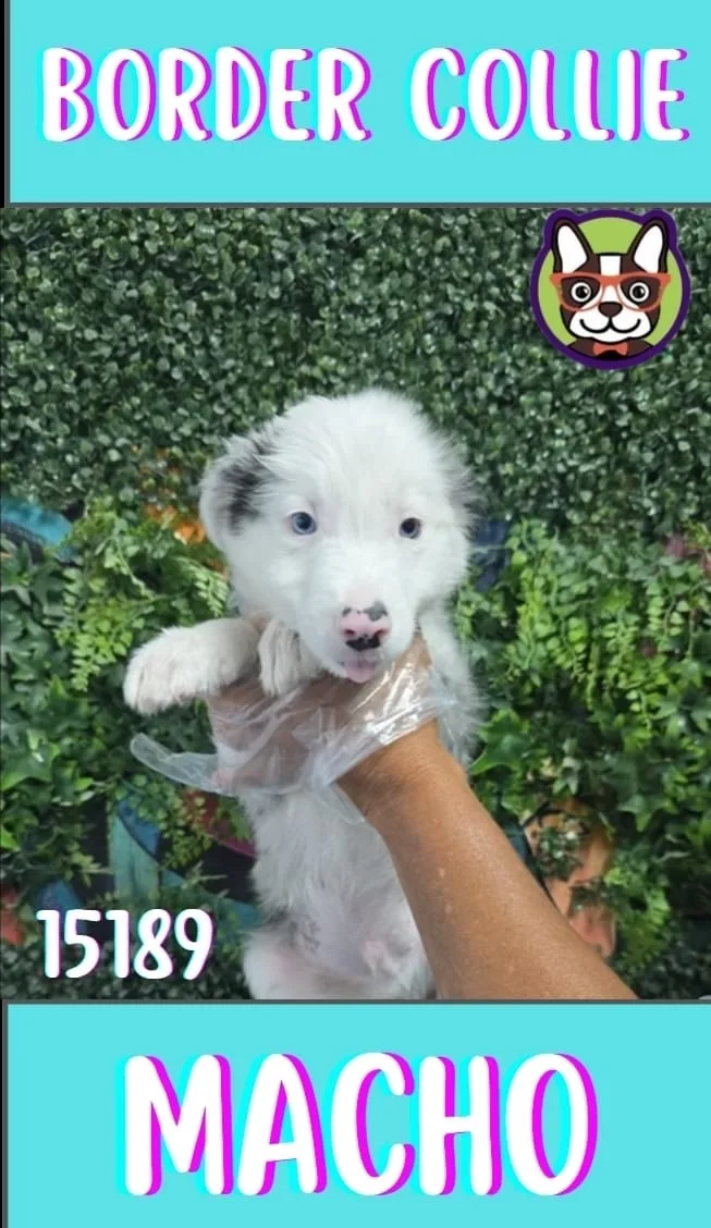 Cachorro Border Collie en venta – Libra Mascota, criadero español vendido en Miami