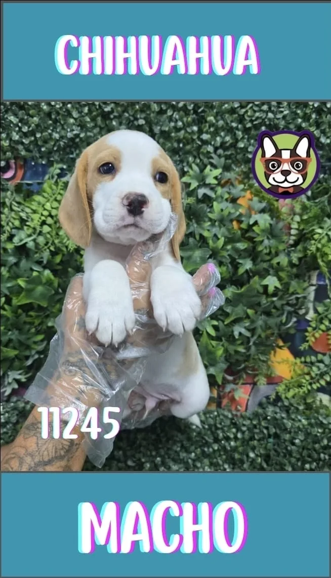 Cachorro Beagle en venta – Libra Mascota, criadero español vendido en Miami