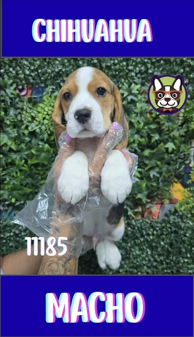 Cachorro Beagle en venta – Libra Mascota, criadero español vendido en Miami