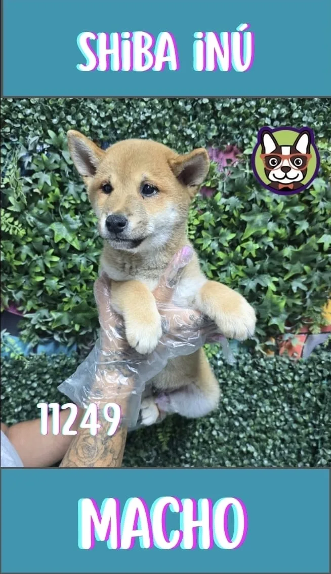 Cachorro Shiba Inu en venta – Libra Mascota, criadero español vendido en Miami