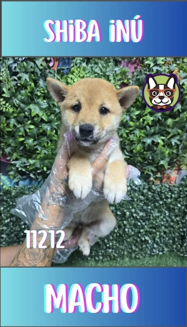 Cachorro Shiba Inu en venta – Libra Mascota, criadero español vendido en Miami
