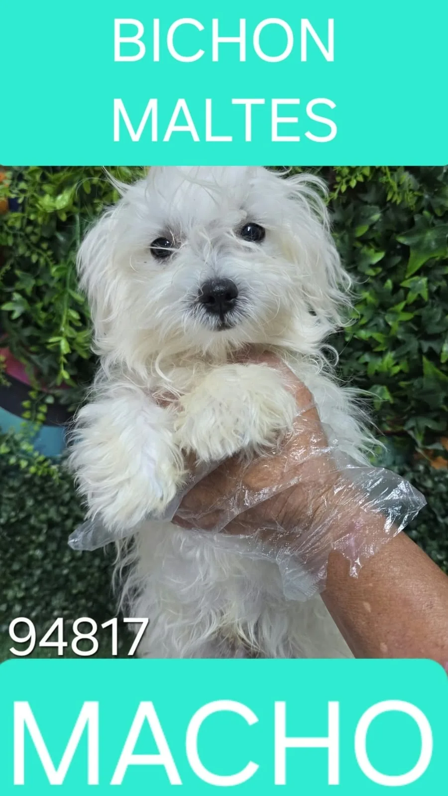 Cachorro Bichón Maltés en venta – Libra Mascota, criadero español vendido en Miami