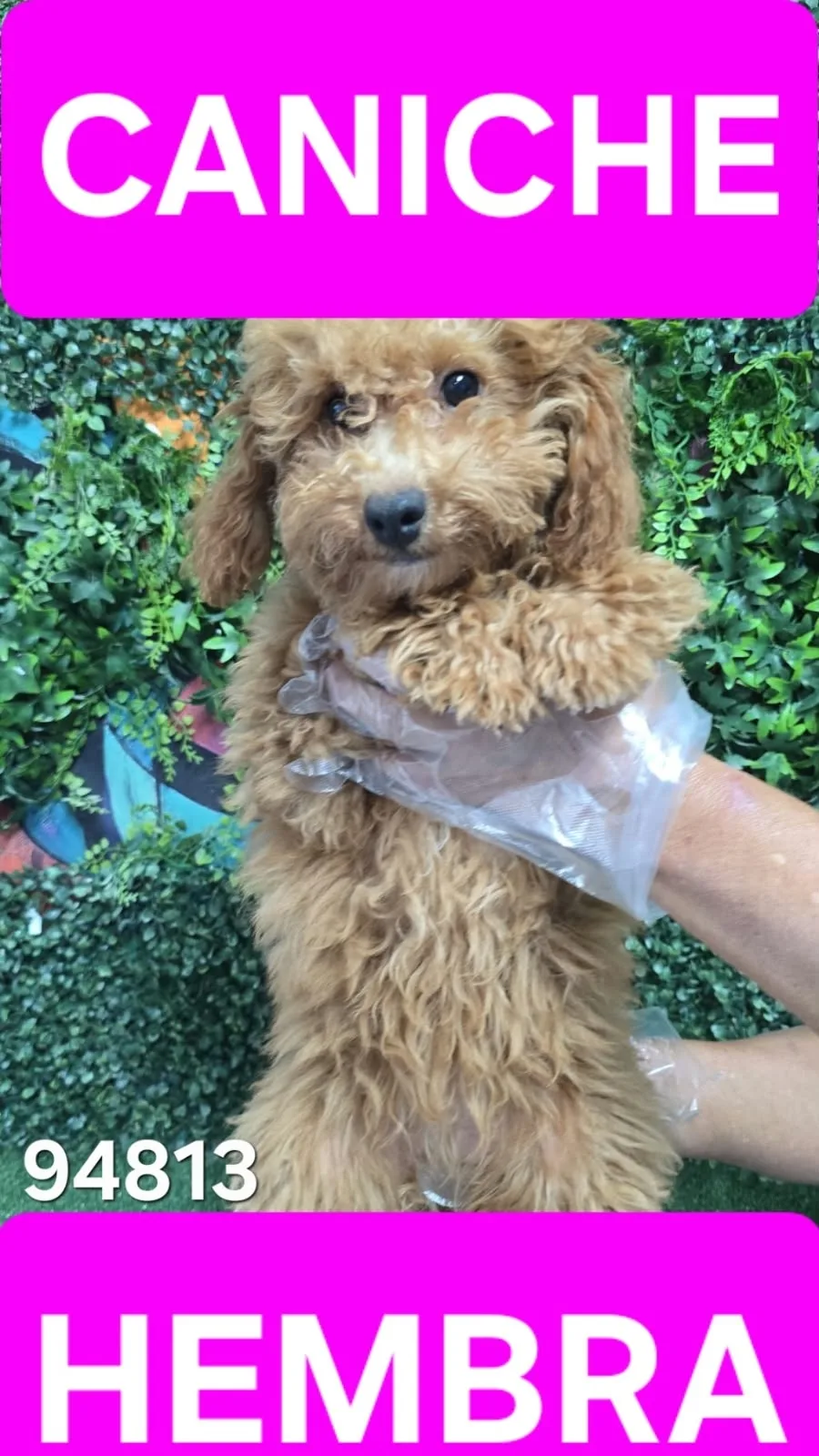 Cachorro Caniche en venta – Libra Mascota, criadero español vendido en Miami