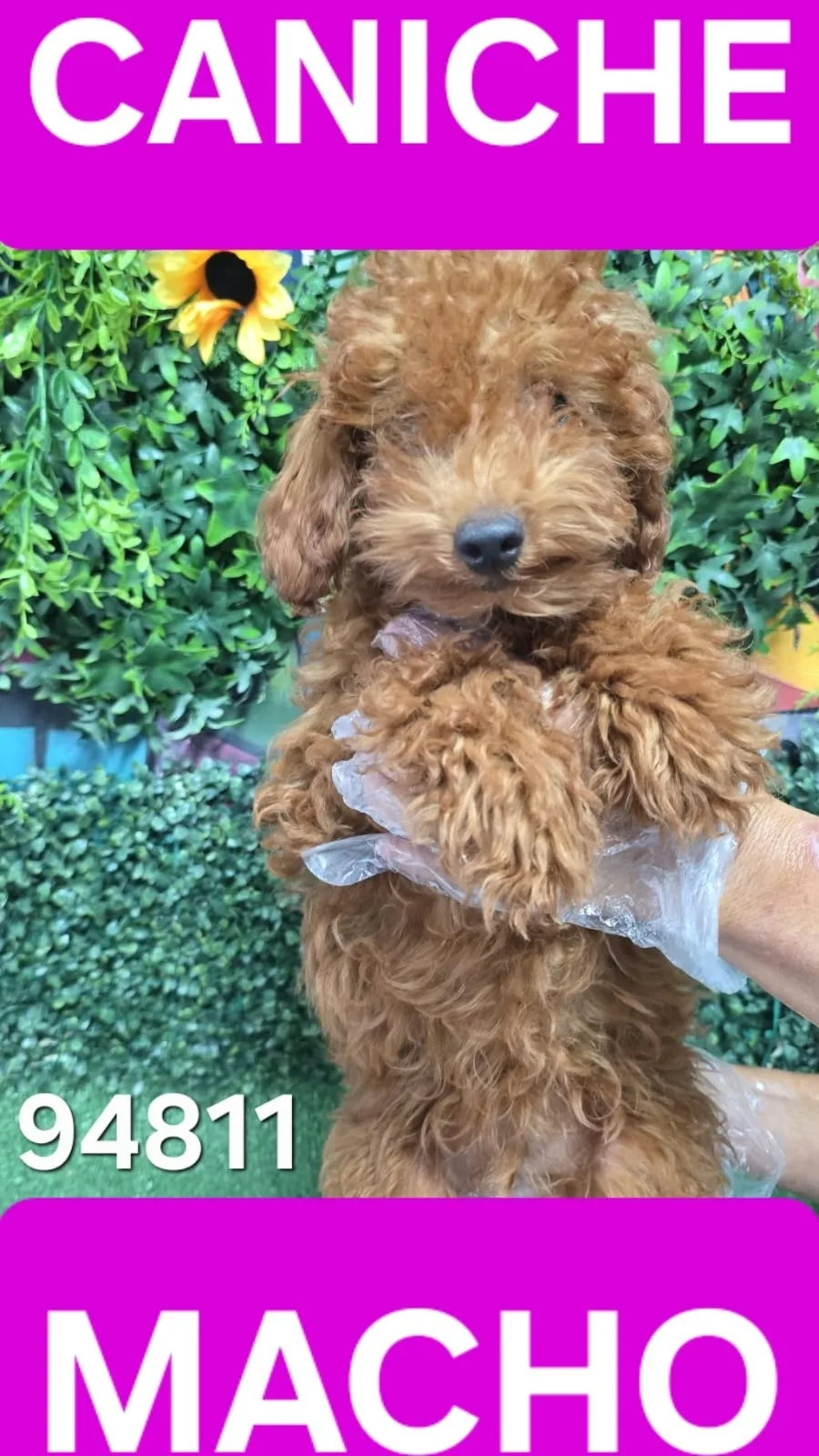 Cachorro Caniche en venta – Libra Mascota, criadero español vendido en Miami