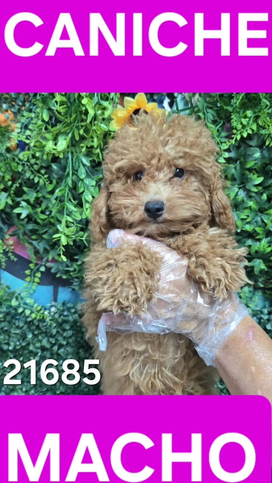 Cachorro Caniche en venta – Libra Mascota, criadero español vendido en Miami