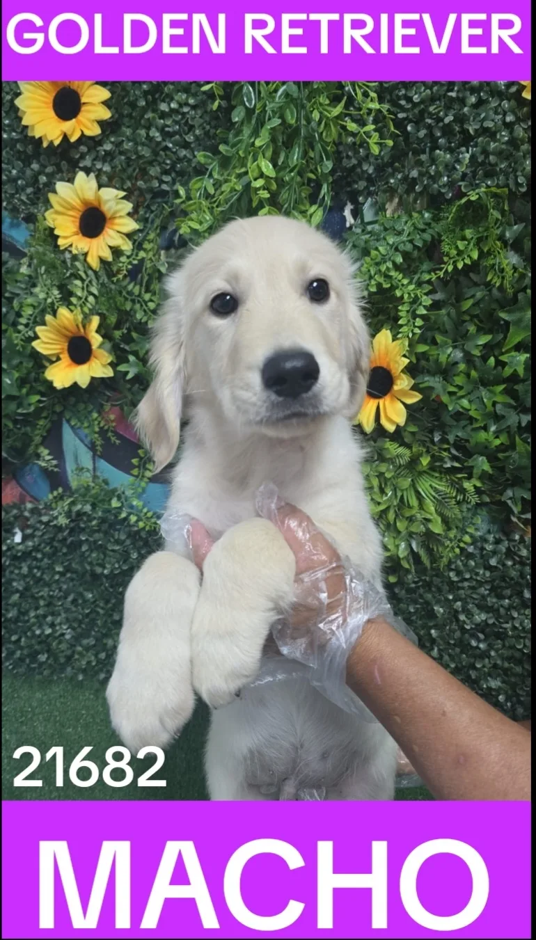 Cachorro Golden Retriever en venta – Libra Mascota, criadero español vendido en Miami