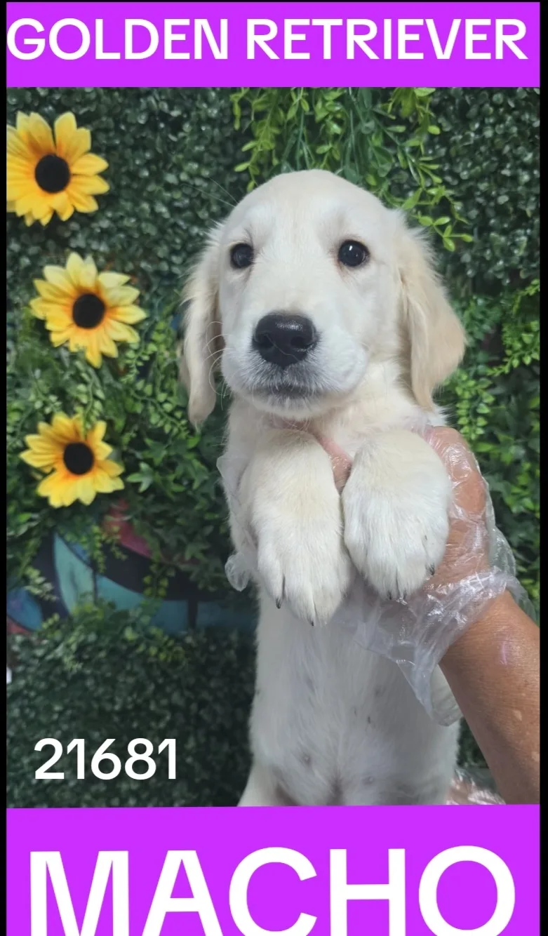 Cachorro Golden Retriever en venta – Libra Mascota, criadero español vendido en Miami