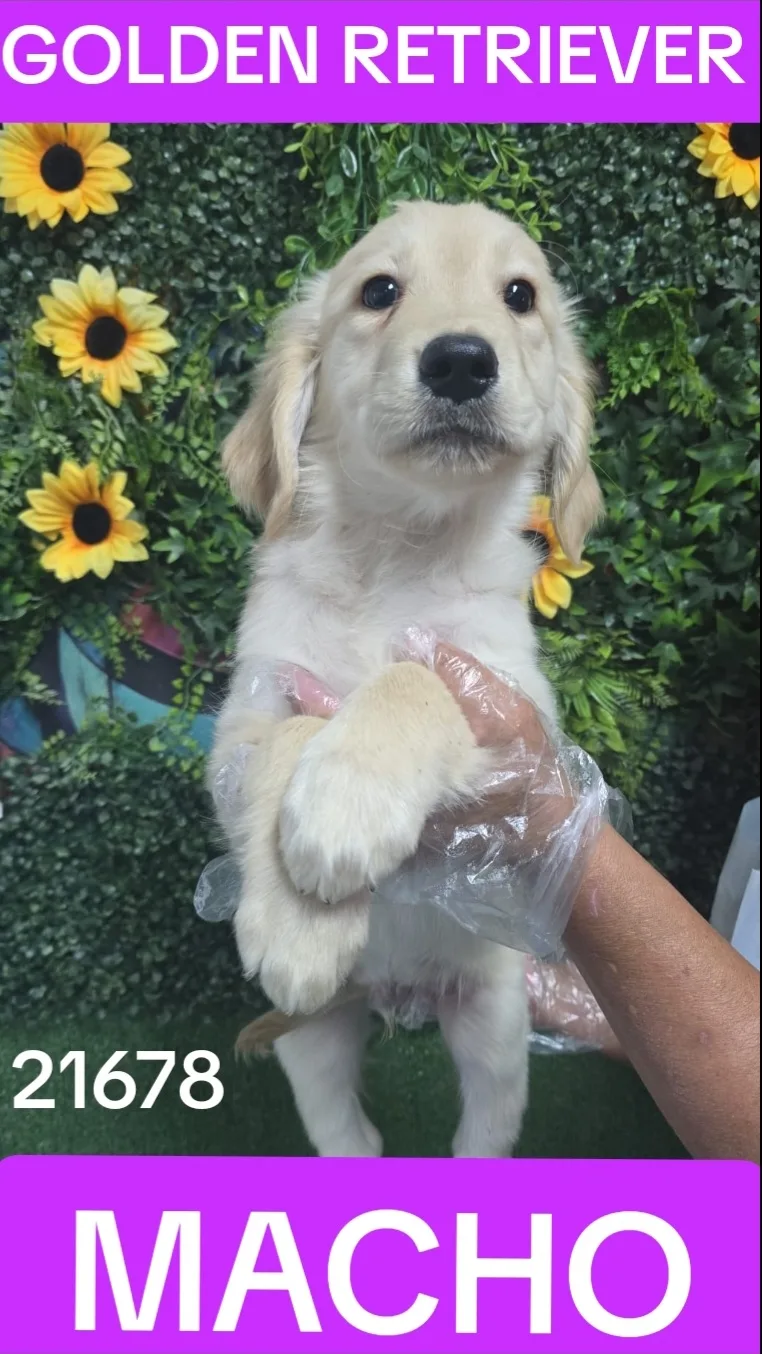 Cachorro Golden Retriever en venta – Libra Mascota, criadero español vendido en Miami