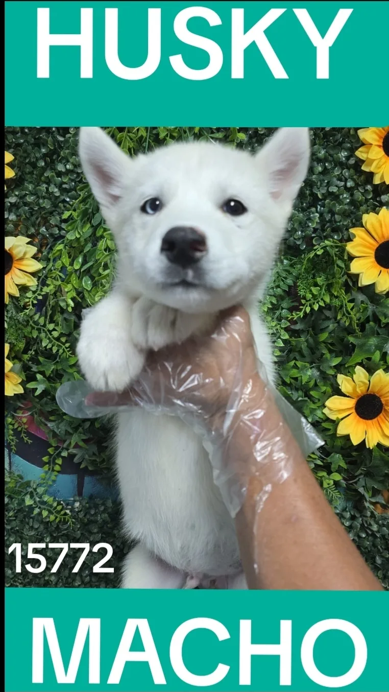 Cachorro HUSKY en venta – Libra Mascota, criadero español vendido en Miami