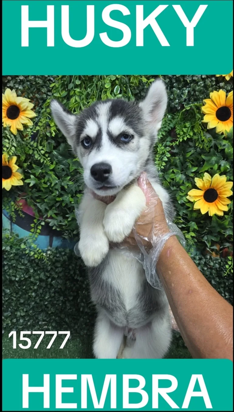 Cachorro HUSKY en venta – Libra Mascota, criadero español vendido en Miami