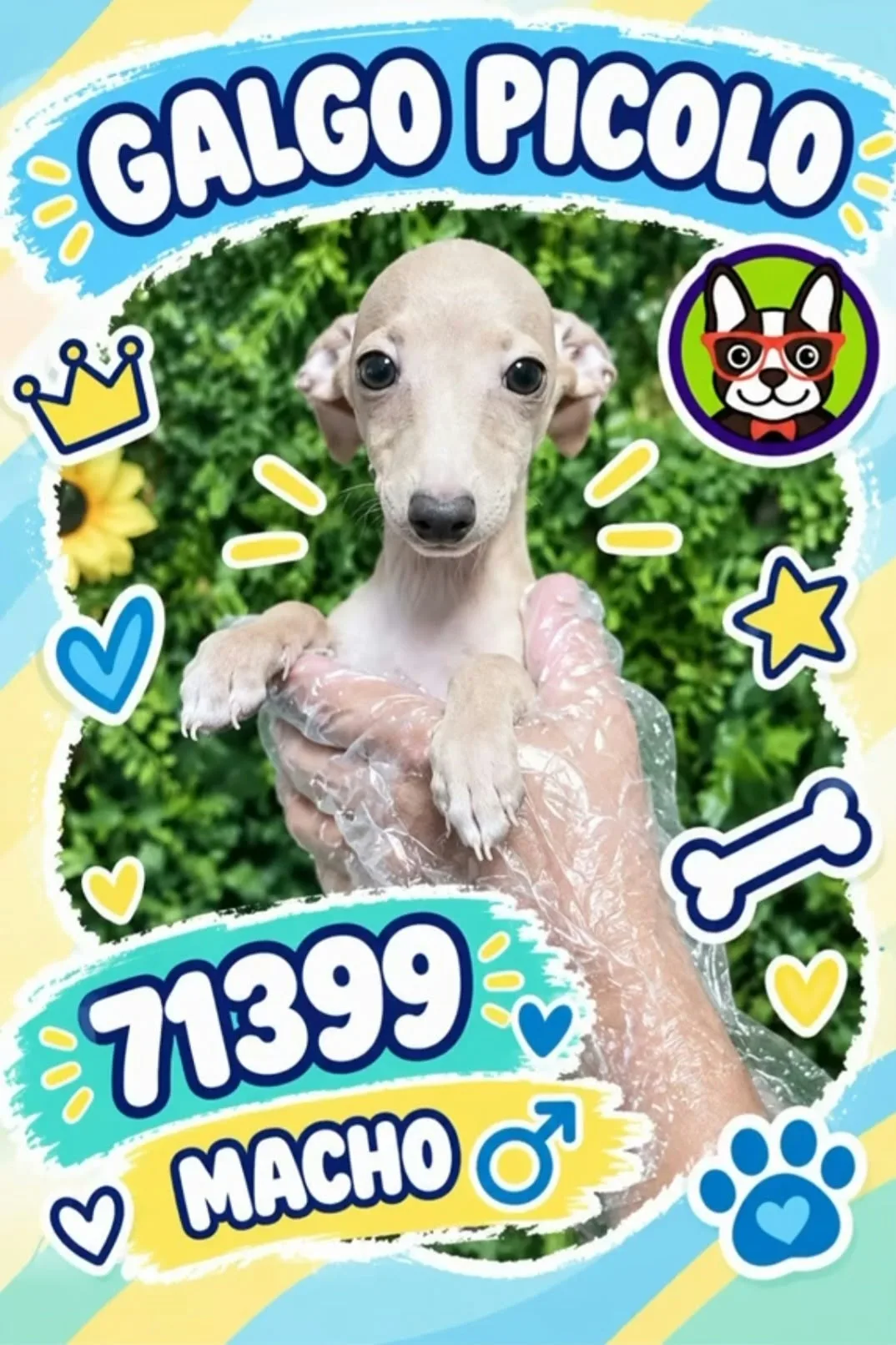 Cachorro PICCOLO ITALIANO en venta – Libra Mascota, criadero español vendido en Miami