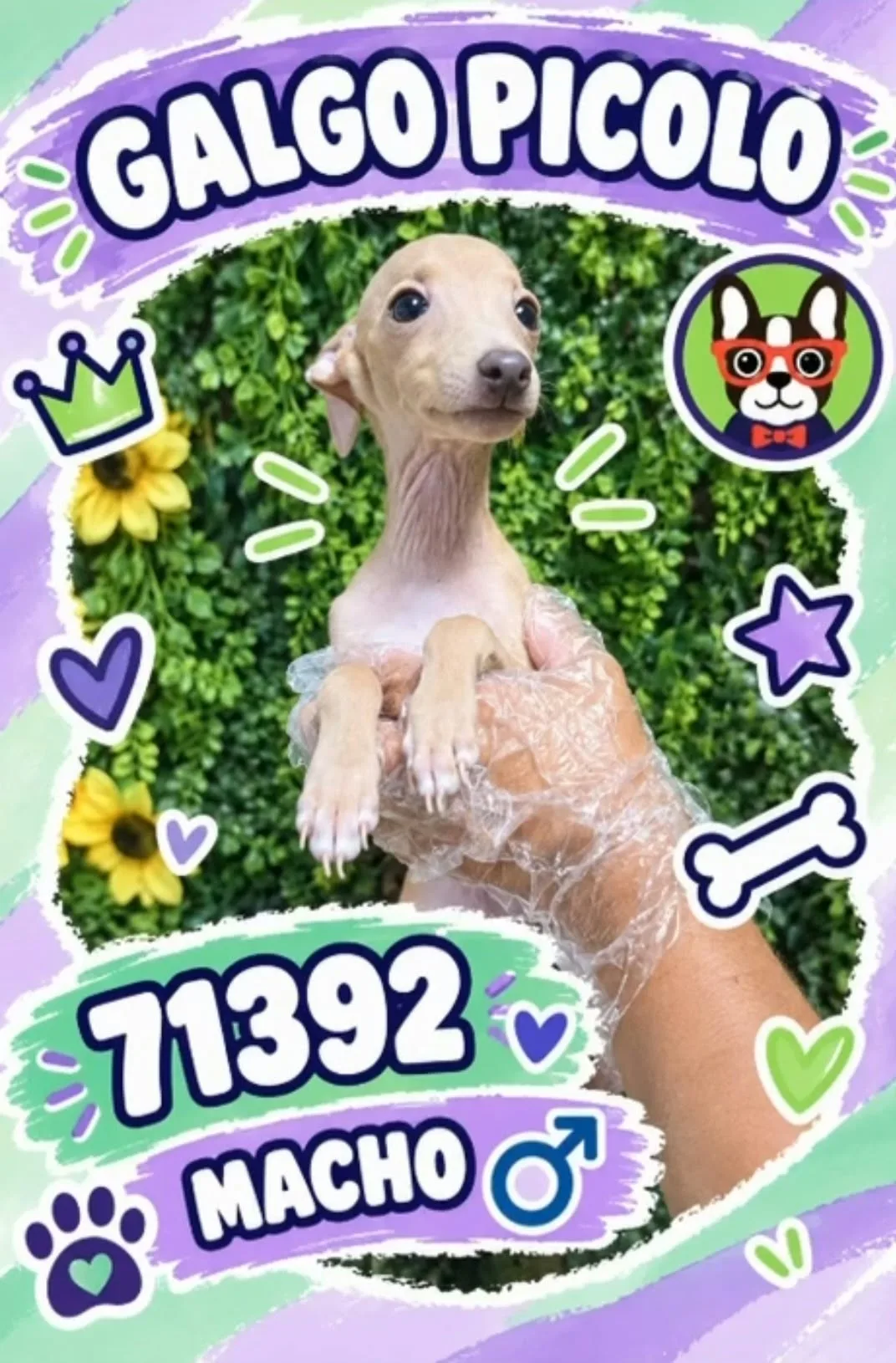 Cachorro PICCOLO ITALIANO en venta – Libra Mascota, criadero español vendido en Miami