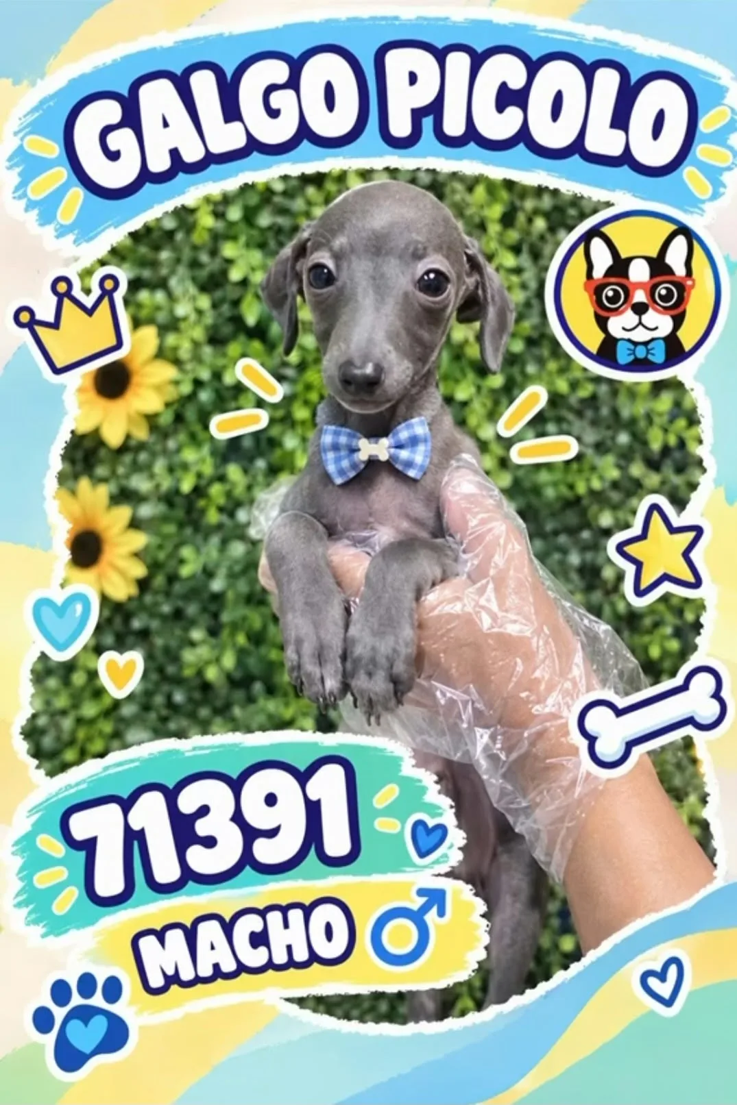 Cachorro PICCOLO ITALIANO en venta – Libra Mascota, criadero español vendido en Miami