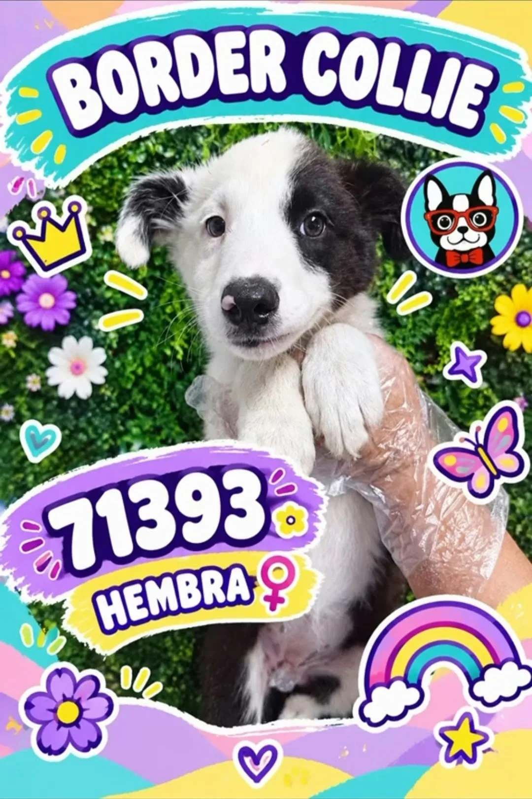Cachorro Border Collie en venta – Libra Mascota, criadero español vendido en Miami
