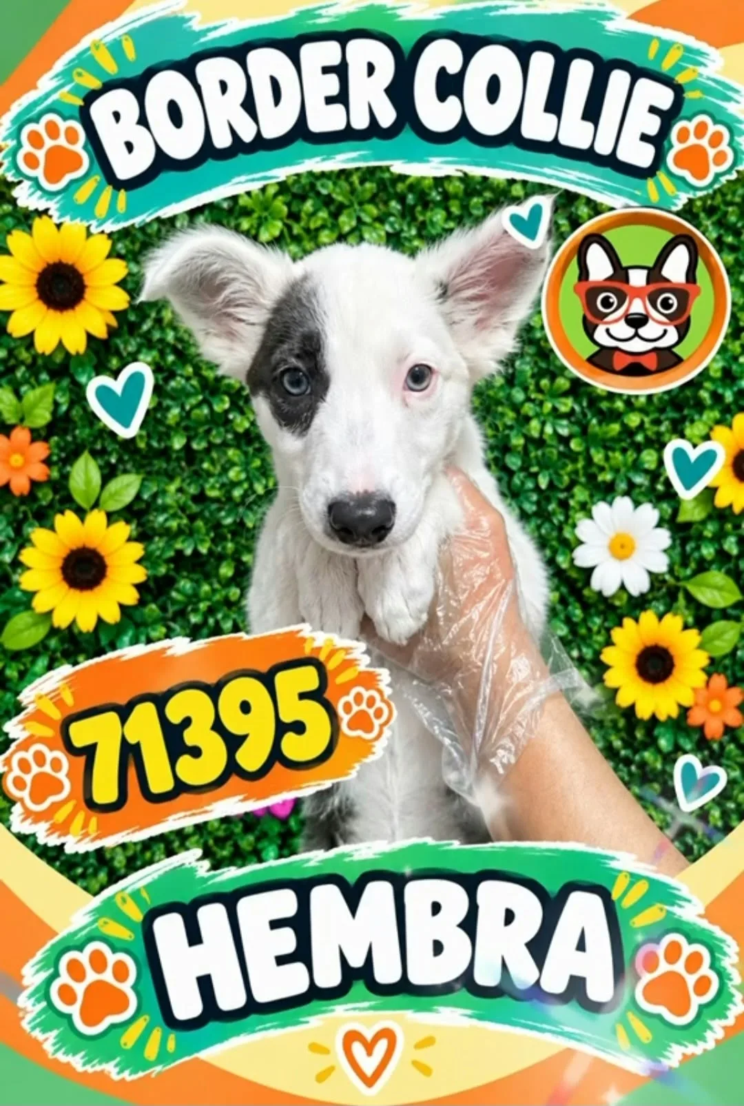 Cachorro Border Collie en venta – Libra Mascota, criadero español vendido en Miami