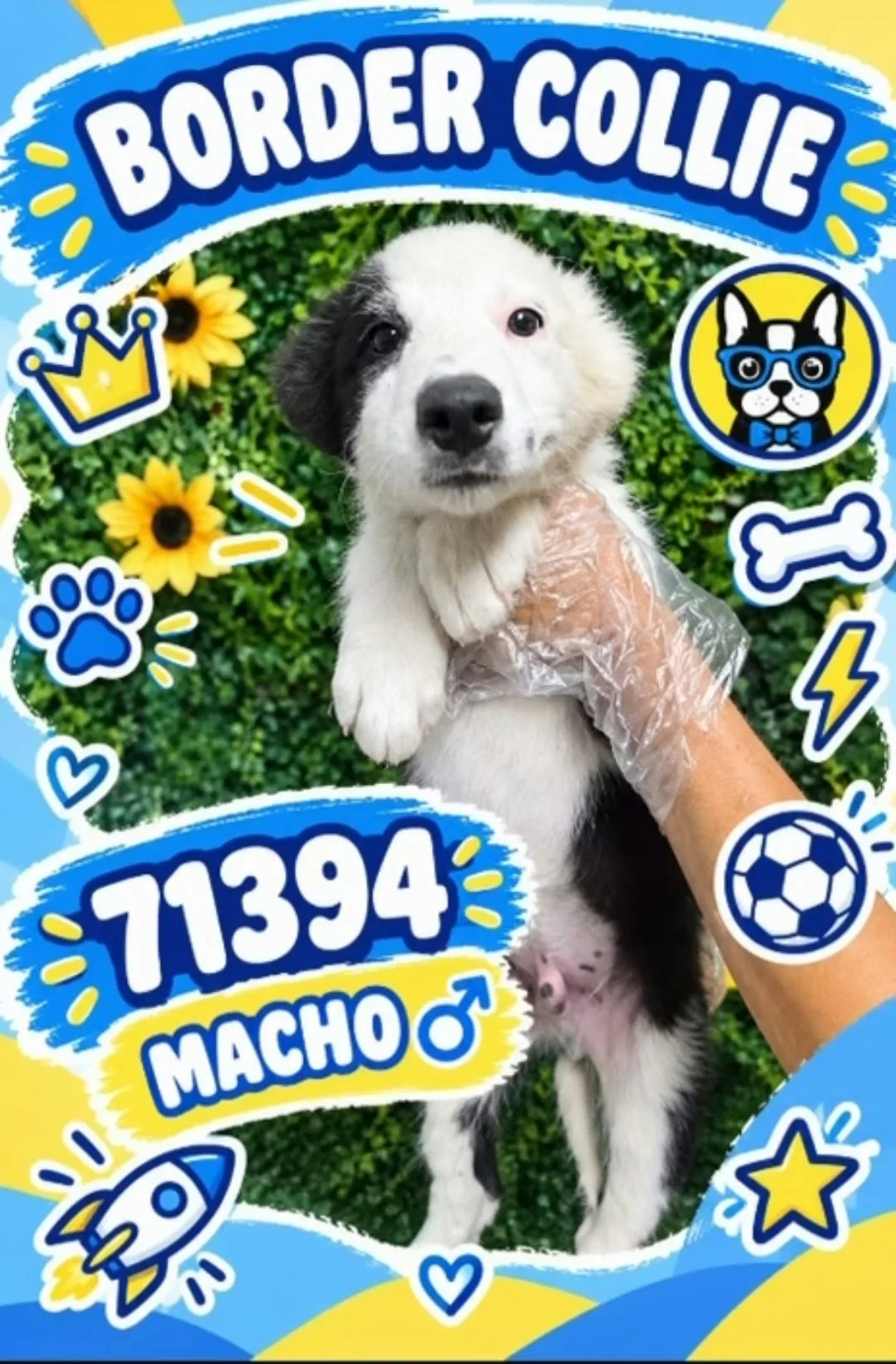 Cachorro Border Collie en venta – Libra Mascota, criadero español vendido en Miami