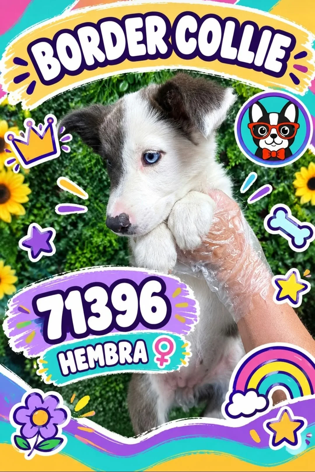Cachorro Border Collie en venta – Libra Mascota, criadero español vendido en Miami