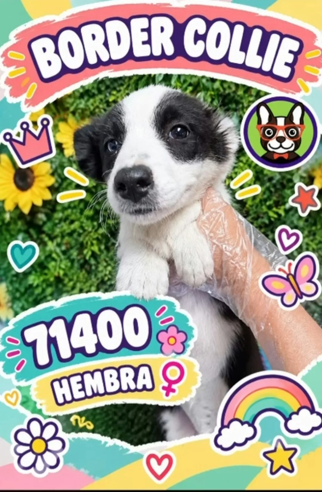 Cachorro Border Collie en venta – Libra Mascota, criadero español vendido en Miami