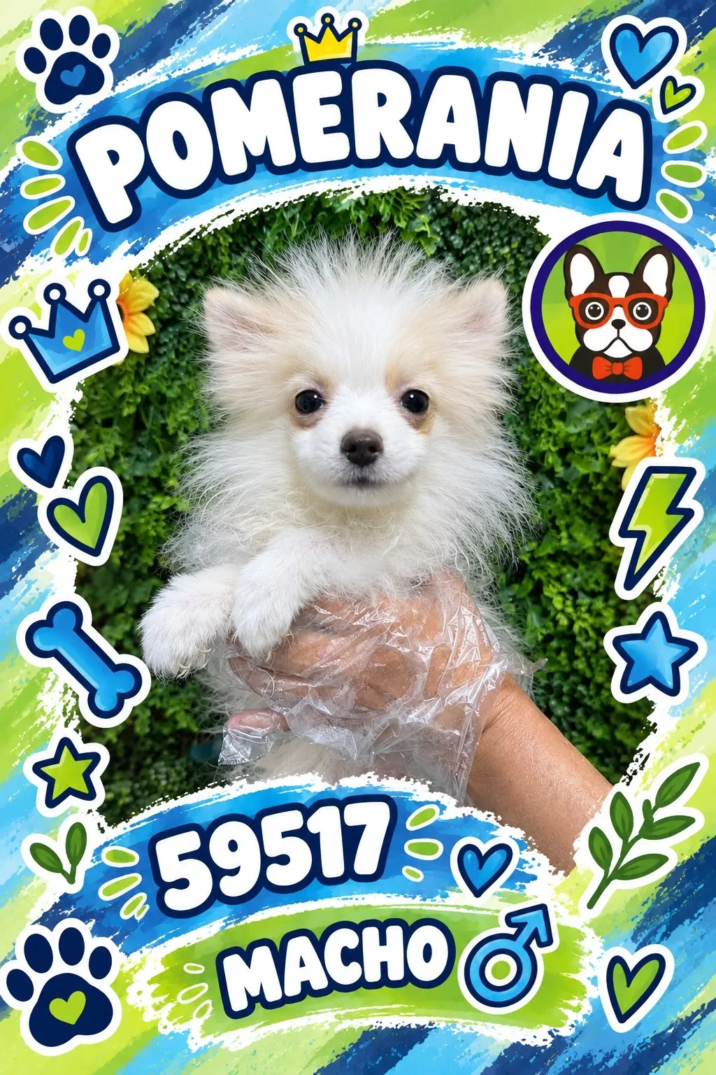 Cachorro Pomerania en venta – Libra Mascota, criadero español vendido en Miami