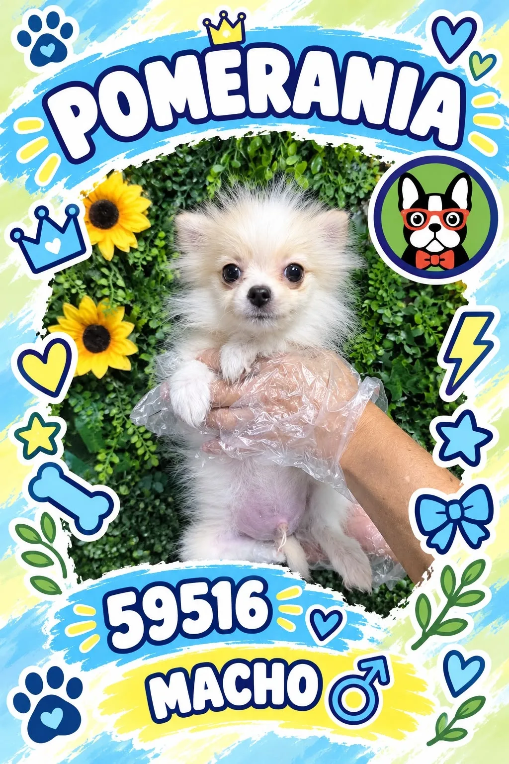 Cachorro Pomerania en venta – Libra Mascota, criadero español vendido en Miami