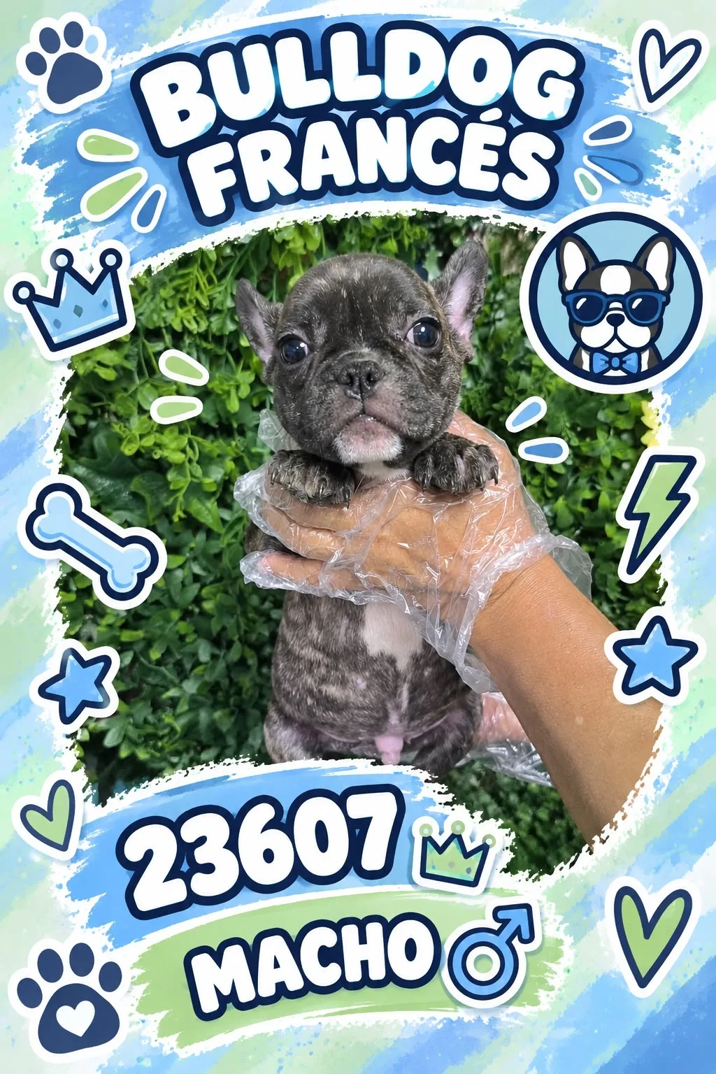 Cachorro Bulldog Francés en venta – Libra Mascota, criadero español vendido en Miami