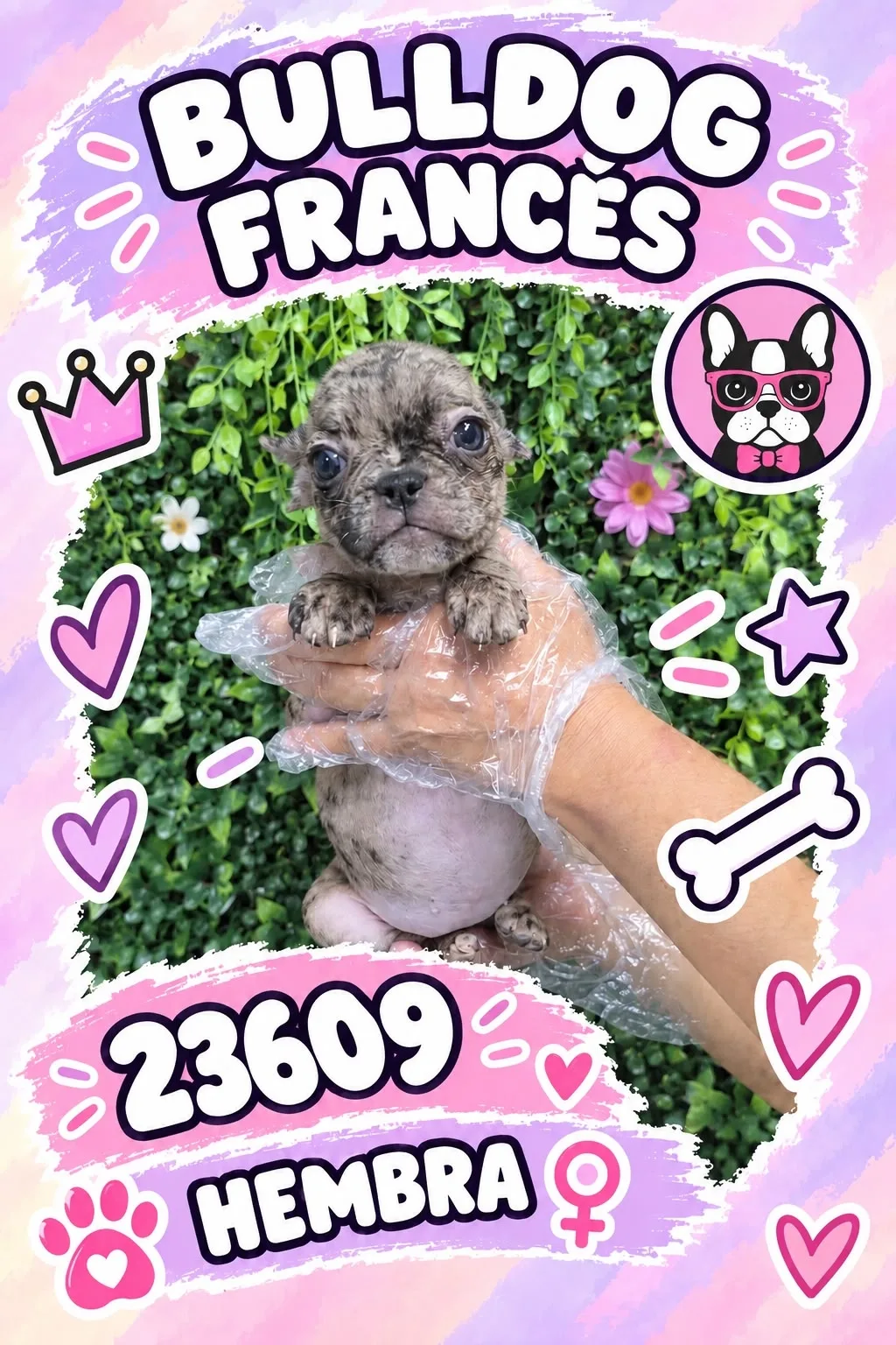 Cachorro Bulldog Francés en venta – Libra Mascota, criadero español vendido en Miami