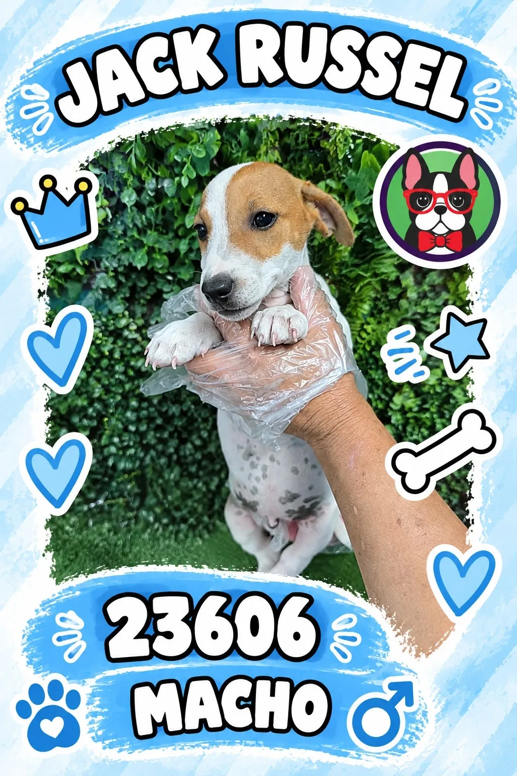 Cachorro Jack Russell Terrier en venta – Libra Mascota, criadero español vendido en Miami