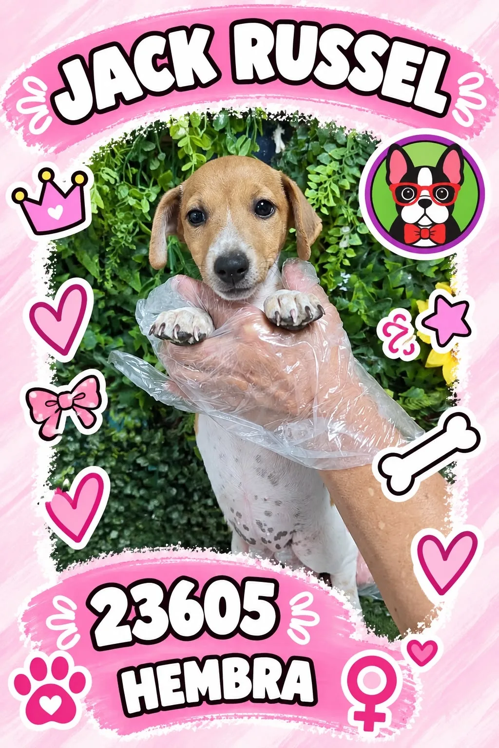 Cachorro Yorkshire Terrier en venta – Libra Mascota, criadero español vendido en Miami