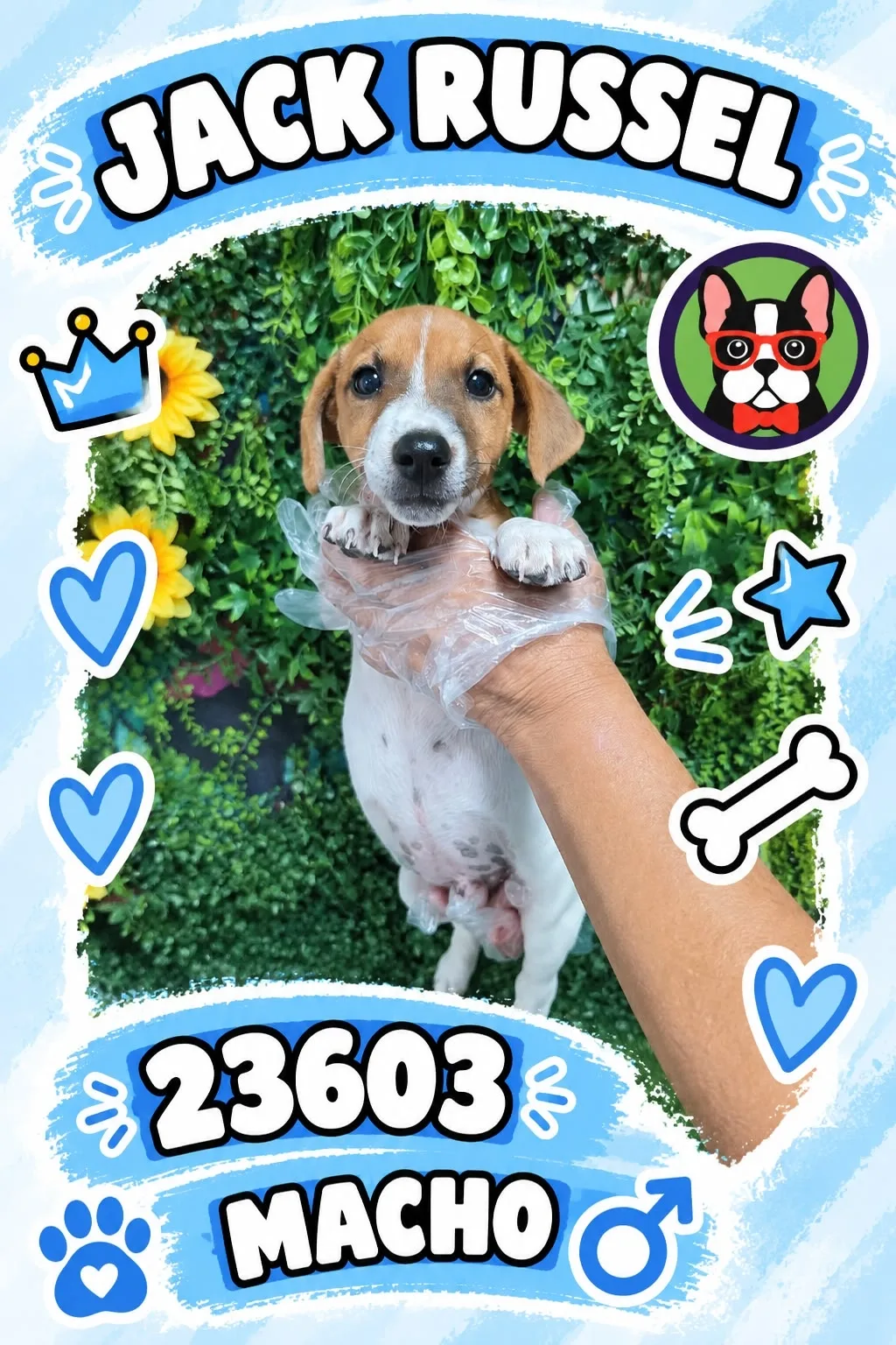Cachorro Jack Russell Terrier en venta – Libra Mascota, criadero español vendido en Miami