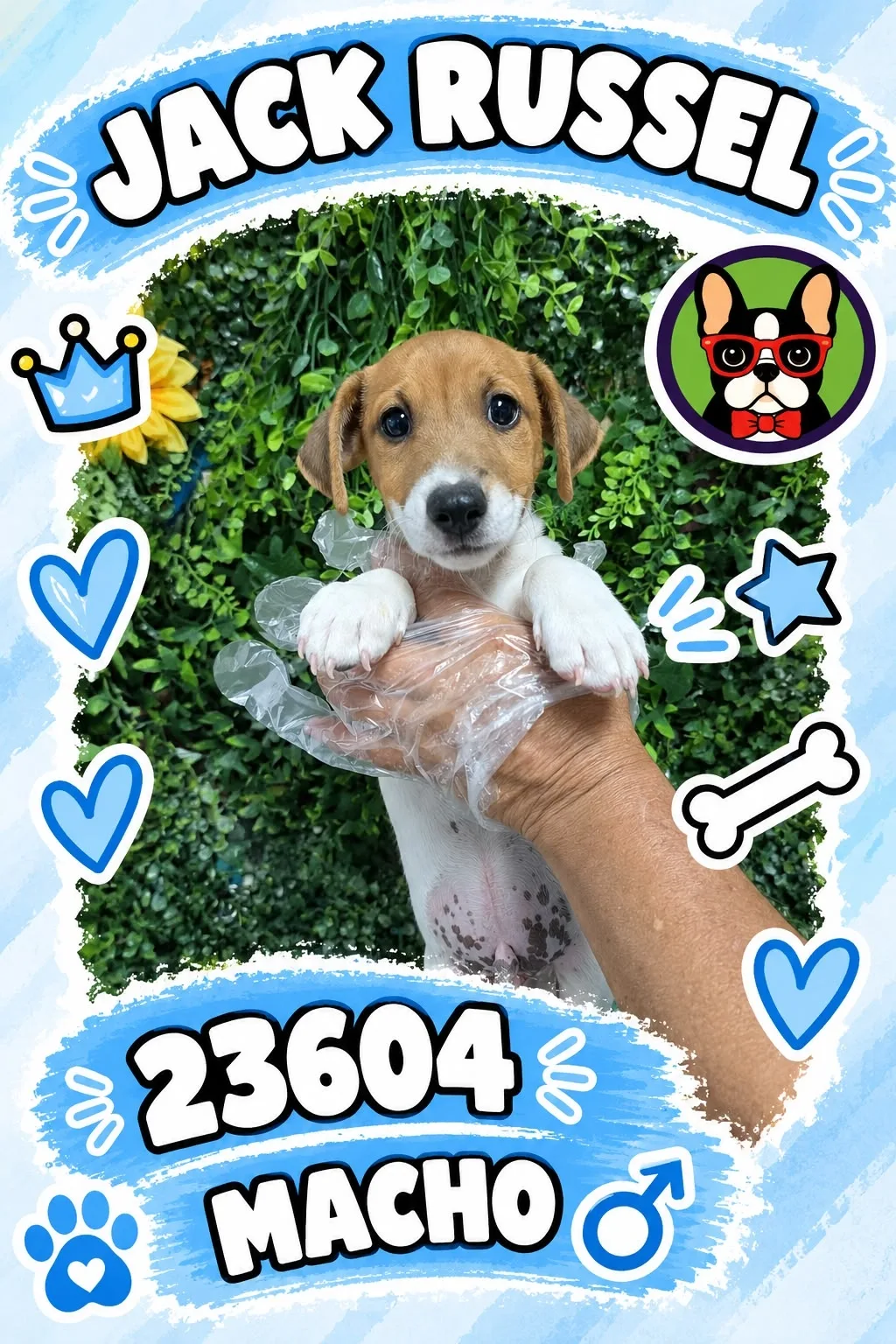 Cachorro Jack Russell Terrier en venta – Libra Mascota, criadero español vendido en Miami