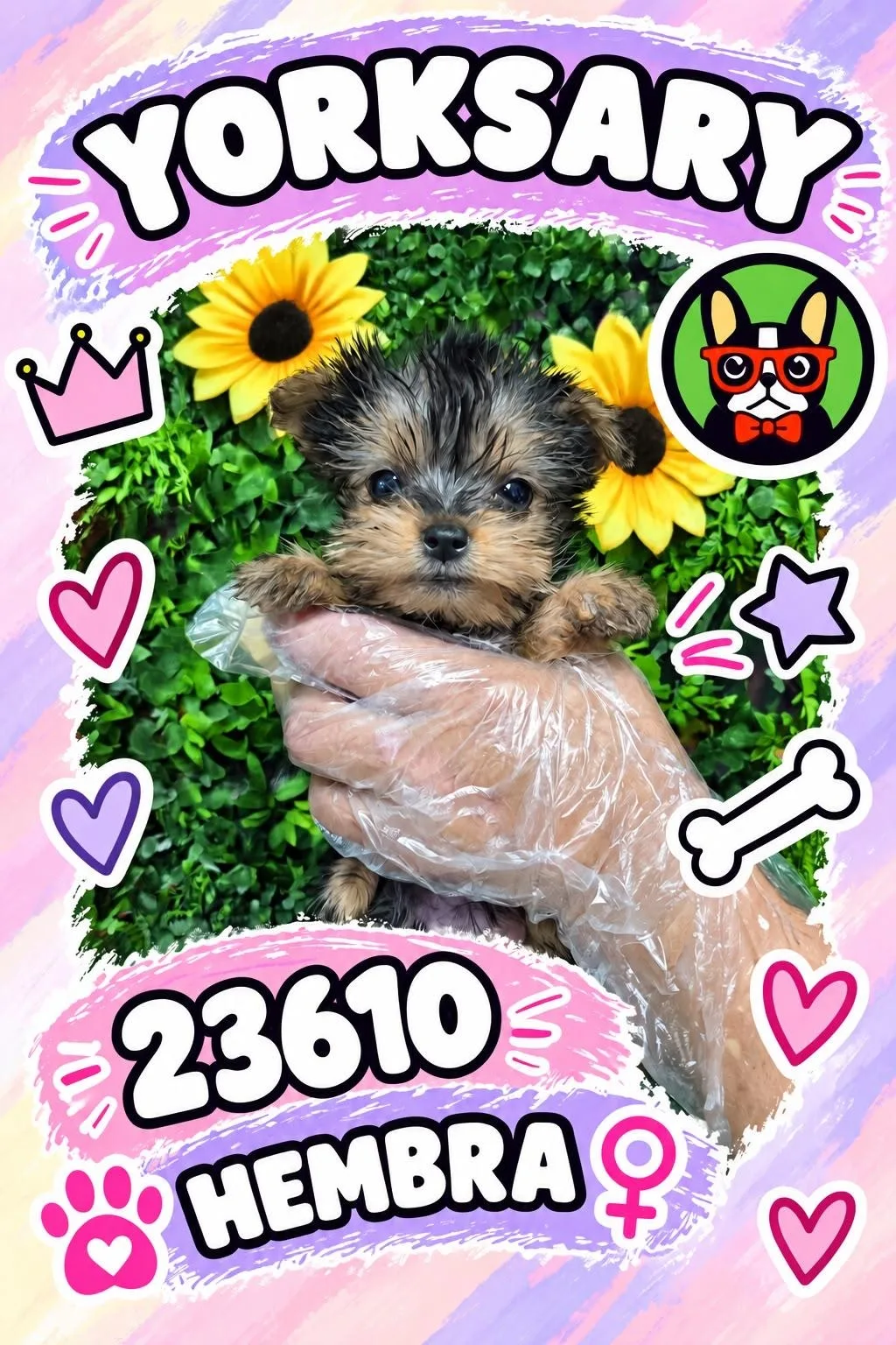Cachorro Yorkshire Terrier en venta – Libra Mascota, criadero español vendido en Miami