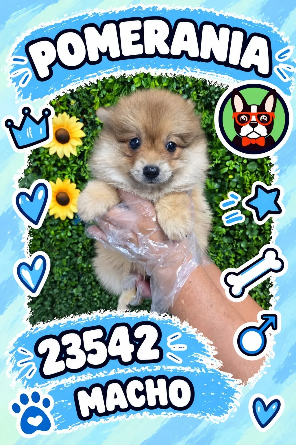 Cachorro Pomerania en venta – Libra Mascota, criadero español vendido en Miami