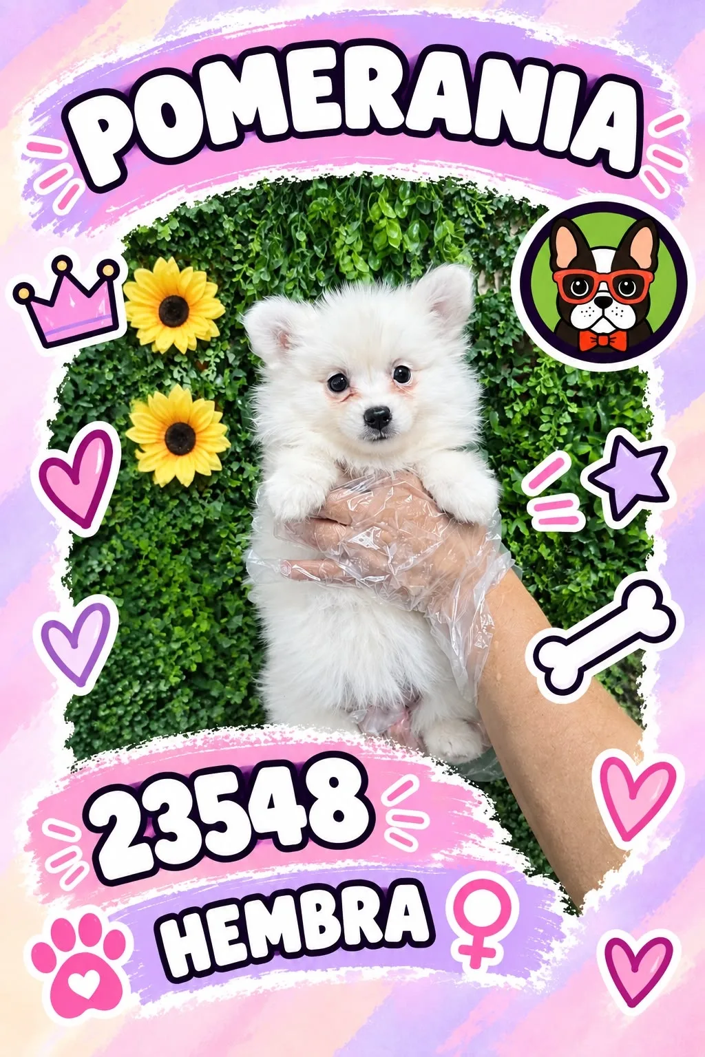 Cachorro Pomerania en venta – Libra Mascota, criadero español vendido en Miami