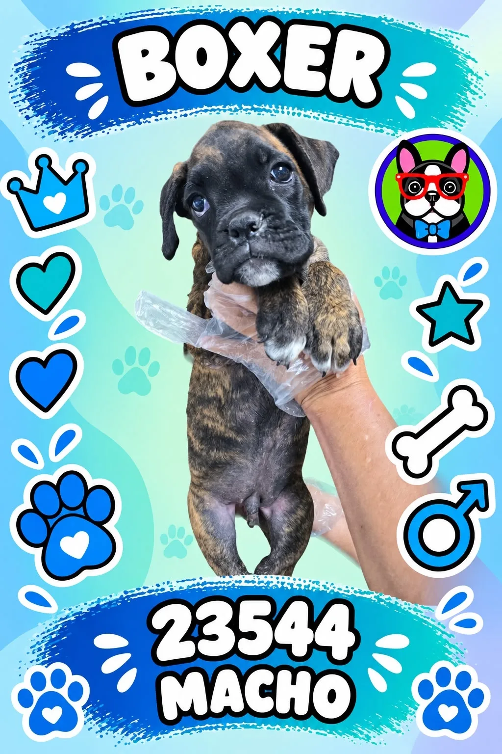 Cachorro Boxer en venta – Libra Mascota, criadero español vendido en Miami
