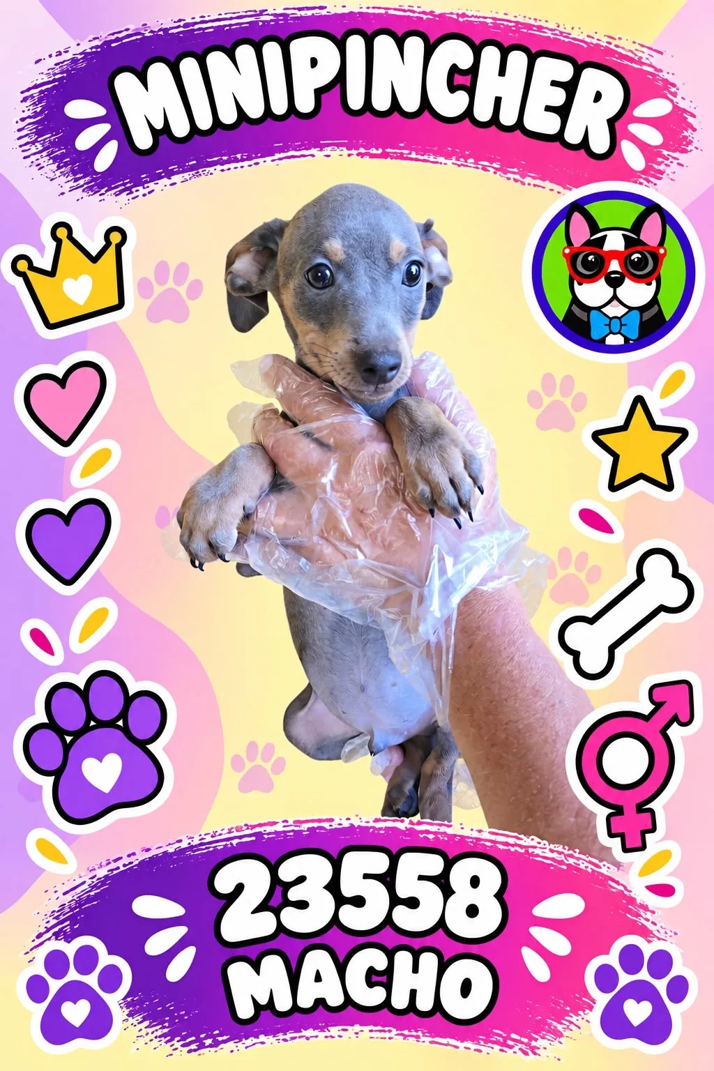 Cachorro MINI PINCHER en venta – Libra Mascota, criadero español vendido en Miami