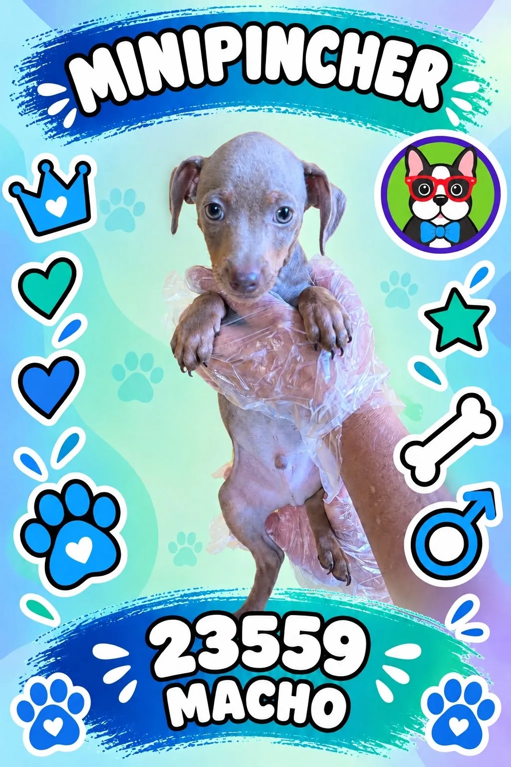 Cachorro MINI PINCHER en venta – Libra Mascota, criadero español vendido en Miami