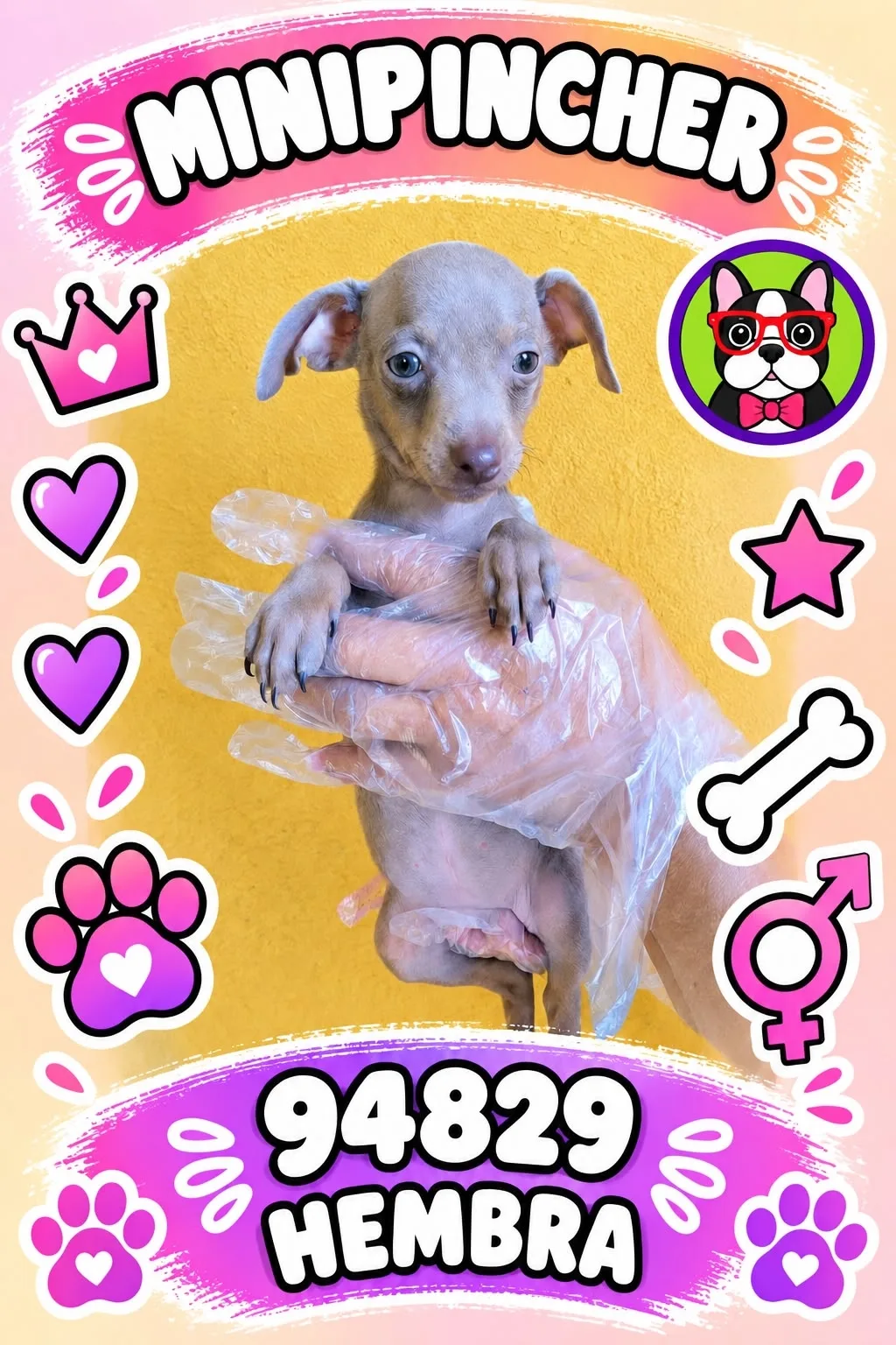Cachorro MINI PINCHER en venta – Libra Mascota, criadero español vendido en Miami