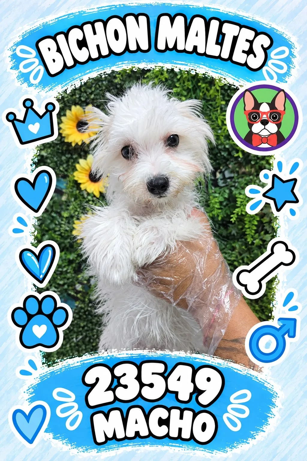 Cachorro Bichón Maltés en venta – Libra Mascota, criadero español vendido en Miami