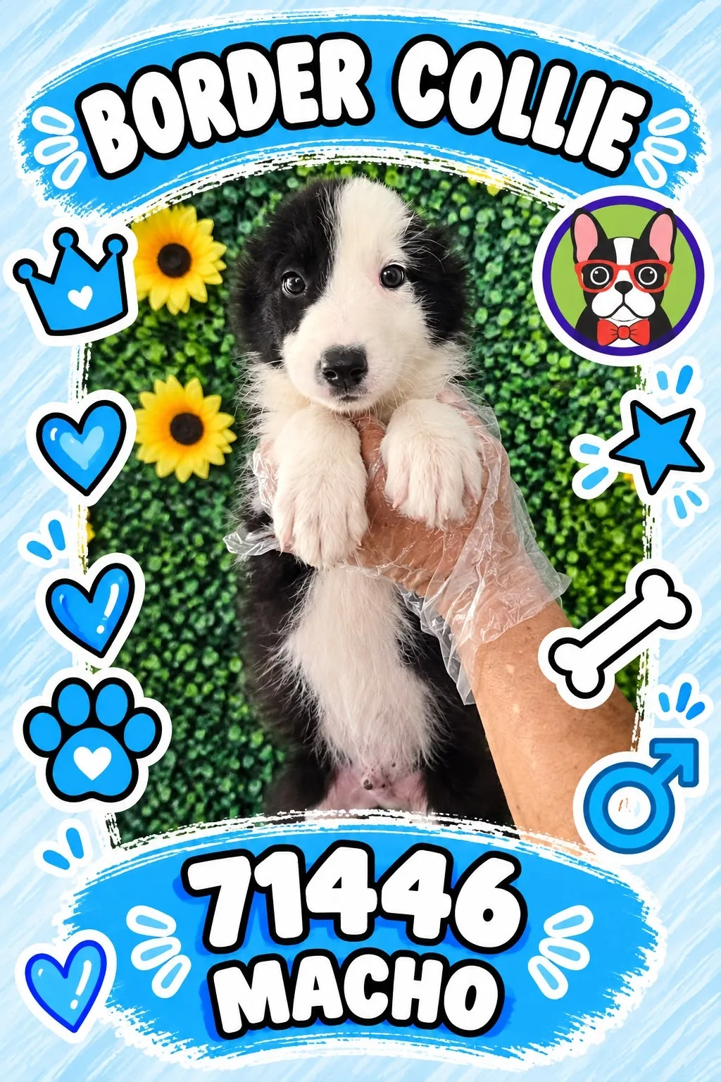 Cachorro Border Collie en venta – Libra Mascota, criadero español vendido en Miami
