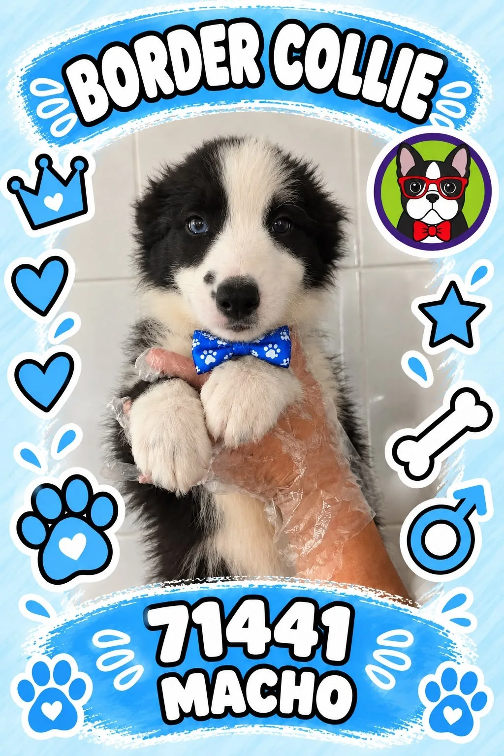 Cachorro Border Collie en venta – Libra Mascota, criadero español vendido en Miami