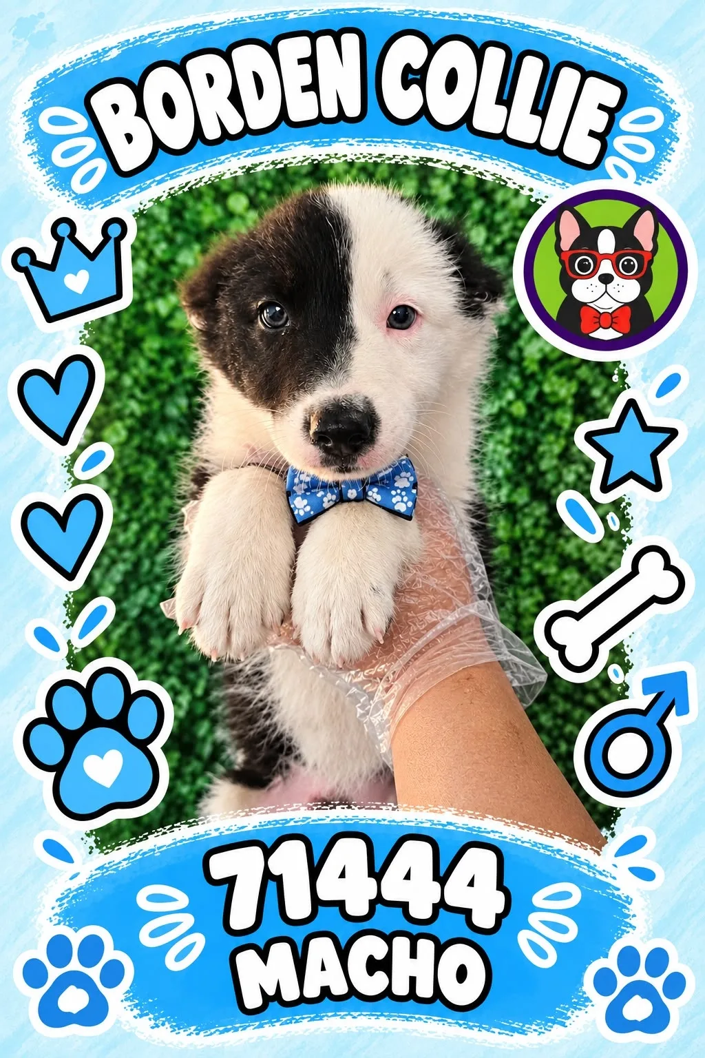 Cachorro Border Collie en venta – Libra Mascota, criadero español vendido en Miami