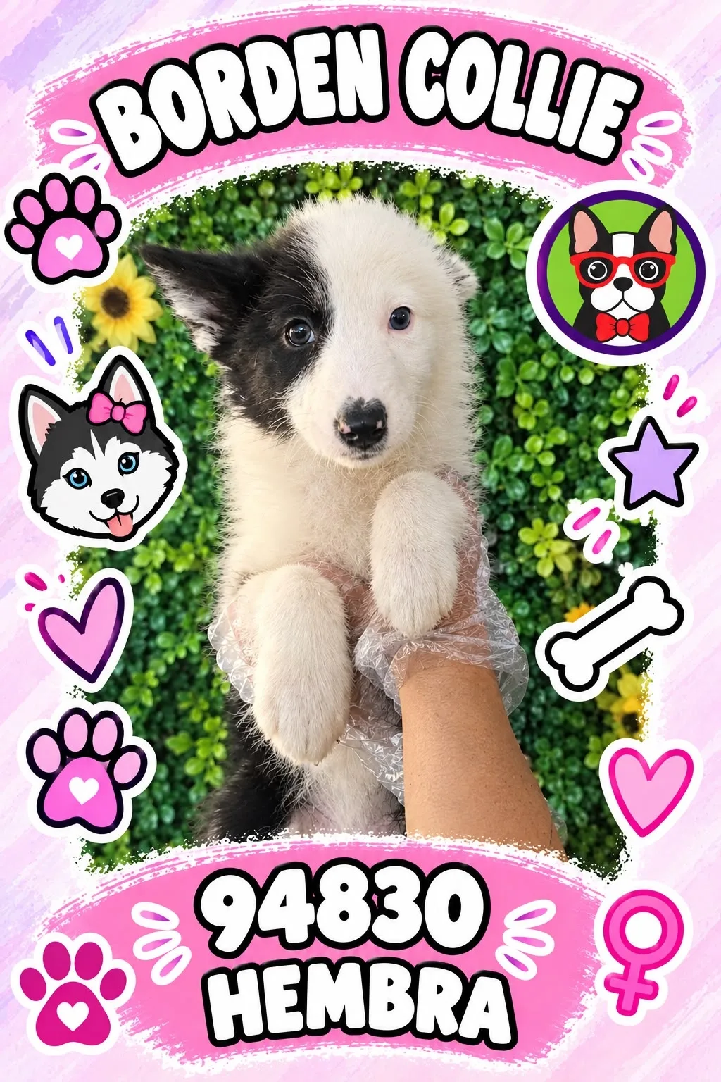 Cachorro Border Collie en venta – Libra Mascota, criadero español vendido en Miami