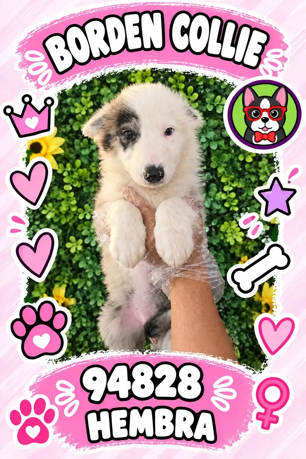 Cachorro Border Collie en venta – Libra Mascota, criadero español vendido en Miami