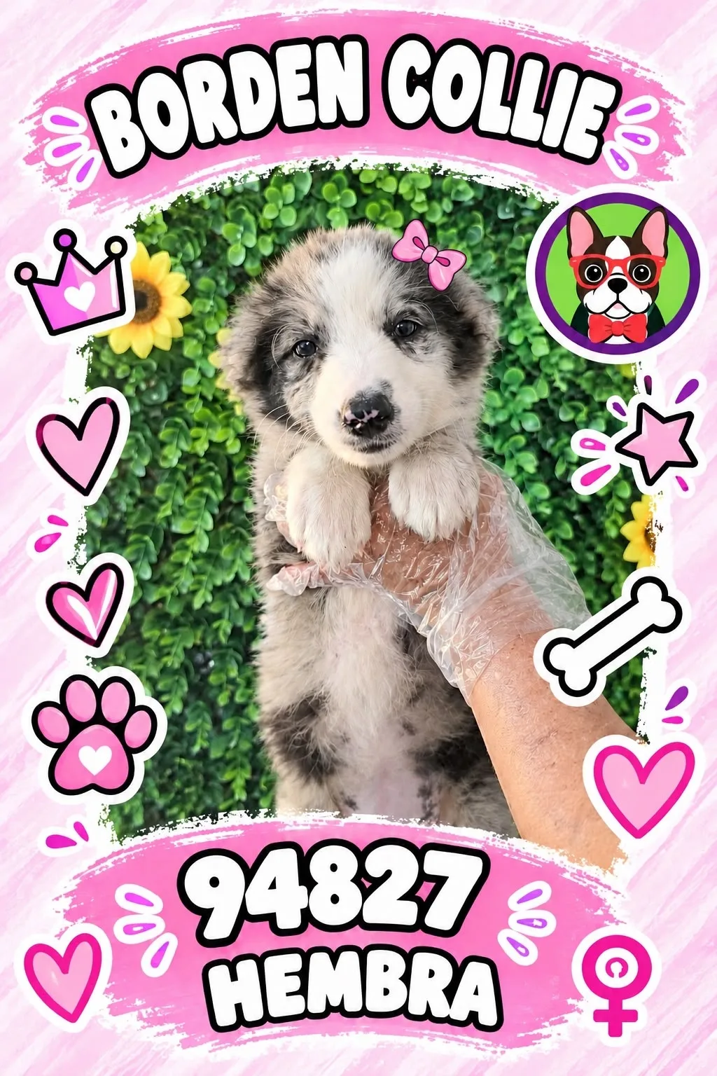 Cachorro Border Collie en venta – Libra Mascota, criadero español vendido en Miami