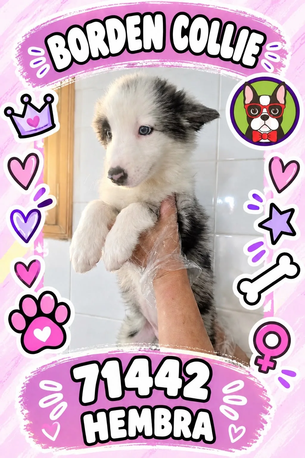 Cachorro Border Collie en venta – Libra Mascota, criadero español vendido en Miami