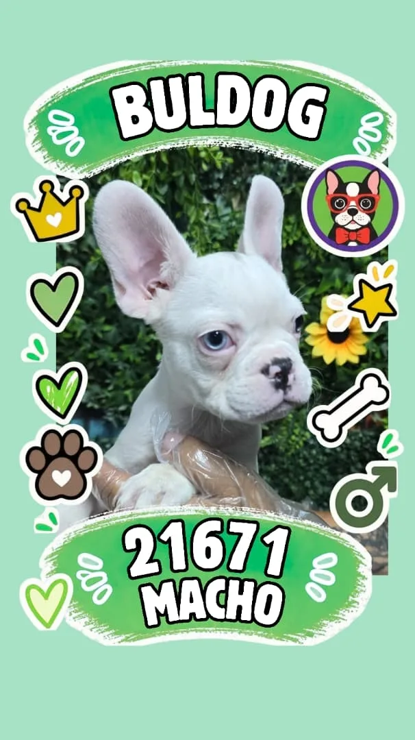 Cachorro Bulldog Francés en venta – Libra Mascota, criadero español vendido en Miami